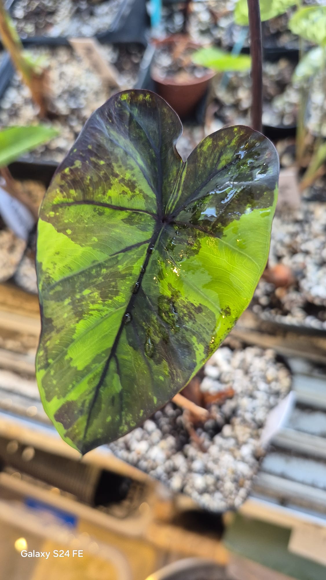 Colocasia Emerald Galaxy